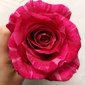 Meet your Posher, Susanna